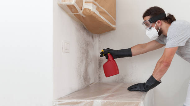Professional Basement Mold Remediation technician working in Sterling, GA