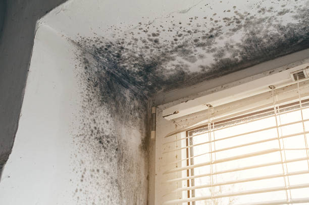 Affordable Basement Mold Remediation solutions in Sterling, GA