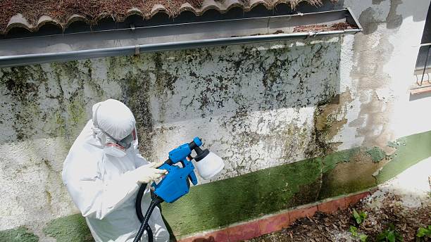 Top rated local Basement Mold Remediation specialists in Sterling, GA